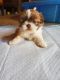 Shih Tzu Puppies for sale in Greer, SC, USA. price: $1,300