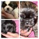 Shih Tzu Puppies for sale in Hollidaysburg, PA, USA. price: $800