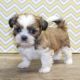 Shih Tzu Puppies for sale in New York, NY, USA. price: $350