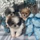 Shih Tzu Puppies for sale in Macomb, MI 48042, USA. price: NA