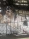 Shih Tzu Puppies for sale in Nashville, TN 37203, USA. price: $500