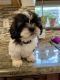 Shih Tzu Puppies for sale in 1026 1st St, Fillmore, CA 93015, USA. price: $800