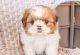 Shih Tzu Puppies for sale in Miami, FL, USA. price: $700