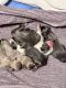 Shih Tzu Puppies for sale in Elyria, OH 44035, USA. price: NA