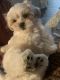 Shih Tzu Puppies for sale in Newberry, FL 32669, USA. price: NA
