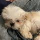Shih Tzu Puppies for sale in Greencastle, IN 46135, USA. price: $800