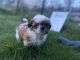 Shih Tzu Puppies for sale in Veneta, OR 97487, USA. price: $1,800