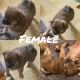 Shih Tzu Puppies for sale in Los Angeles, CA, USA. price: $600