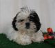 Shih Tzu Puppies for sale in Canton, OH, USA. price: $775