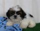 Shih Tzu Puppies for sale in Canton, OH, USA. price: $775