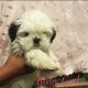 Shih Tzu Puppies for sale in Phoenix, AZ, USA. price: $800
