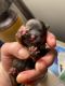 Shih Tzu Puppies for sale in Marion, AR 72364, USA. price: NA