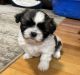 Shih Tzu Puppies for sale in Athol, ID 83801, USA. price: NA