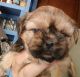 Shih Tzu Puppies for sale in Saucier, MS 39574, USA. price: $1,000