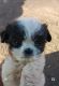 Shih Tzu Puppies for sale in Phoenix, AZ 85053, USA. price: $40,000