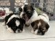 Shih Tzu Puppies for sale in Queen Creek, AZ, USA. price: $1,400