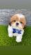 Shih Tzu Puppies for sale in Queen Creek, AZ 85143, USA. price: $1,900
