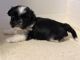 Shih Tzu Puppies for sale in Riceville, TN 37370, USA. price: NA
