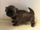 Shih Tzu Puppies for sale in Riceville, TN 37370, USA. price: $1,800
