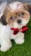 Shih Tzu Puppies for sale in Queen Creek, AZ 85143, USA. price: $1,900