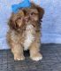 Shih Tzu Puppies for sale in Queen Creek, AZ 85143, USA. price: $3,000