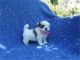 Shih Tzu Puppies for sale in Hacienda Heights, CA, USA. price: $799
