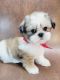 Shih Tzu Puppies for sale in Rocklin, CA 95765, USA. price: $500