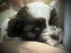 Shih Tzu Puppies for sale in Hattiesburg, MS, USA. price: $800