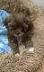 Shih Tzu Puppies for sale in Jersey City, NJ, USA. price: NA