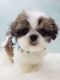 Shih Tzu Puppies for sale in Scranton, PA 18505, USA. price: $500
