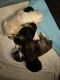 Shih Tzu Puppies for sale in Belton, TX, USA. price: $1,200