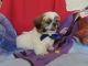 Shih Tzu Puppies for sale in Los Angeles, CA, USA. price: $500