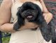 Shih Tzu Puppies for sale in Stockbridge, GA, USA. price: $1,000