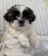 Shih Tzu Puppies for sale in South Windsor, CT, USA. price: $1,700