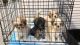 Shih Tzu Puppies for sale in Winston-Salem, NC, USA. price: $800