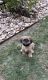 Shih Tzu Puppies for sale in Round Rock, TX, USA. price: NA