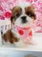 Shih Tzu Puppies for sale in Asheville, NC 28801, USA. price: $559