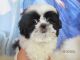 Shih Tzu Puppies for sale in Los Angeles, CA, USA. price: $1,200