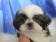 Shih Tzu Puppies for sale in Los Angeles, CA, USA. price: $700