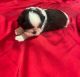 Shih Tzu Puppies for sale in Los Angeles, CA, USA. price: $3,500