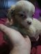 Shih Tzu Puppies for sale in Spring Hill, FL, USA. price: $500
