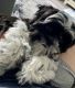Shih Tzu Puppies for sale in Tinley Park, IL, USA. price: $800