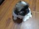 Shih Tzu Puppies for sale in Cullman, AL, USA. price: $700