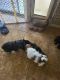 Shih Tzu Puppies for sale in Maricopa, AZ, USA. price: $750