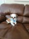 Shih Tzu Puppies for sale in Dawsonville, GA 30534, USA. price: $950