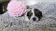 Shih Tzu Puppies for sale in 39822 High St, Cherry Valley, CA 92223, USA. price: NA