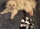 Shih Tzu Puppies for sale in London, OH 43140, USA. price: $800
