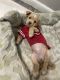 Shih Tzu Puppies for sale in Las Vegas, NV, USA. price: $1,500