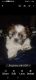 Shih Tzu Puppies for sale in Bakersfield, CA, USA. price: $500