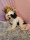 Shih Tzu Puppies for sale in Pella, IA 50219, USA. price: $700